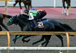ロブチェン３冠へ順調　競馬の菊花賞追い切り