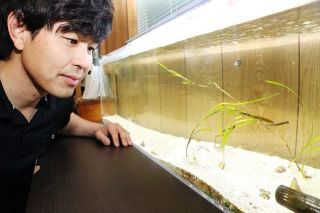 アマモ繁殖 笠岡の海守る道筋探る　松田さん ＣO2吸収量排出権売却