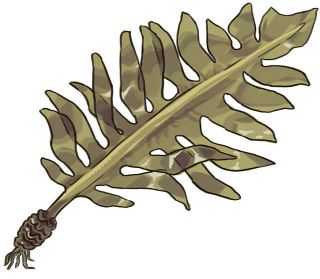 【食材ノート】ワカメ　ミネラル豊富な食卓の名脇役