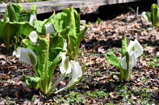 清らかなミズバショウ見て　新見市哲多町田淵の私設園