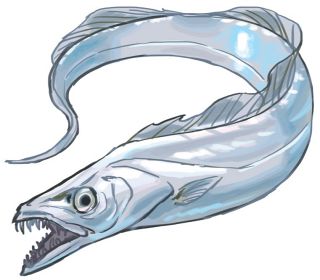 【食材ノート】タチウオ　皮と身の間にうまみ 柔らかく淡泊な味わい