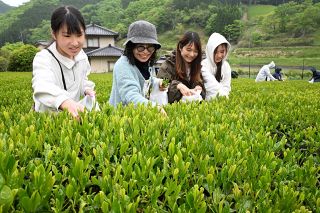 新茶の手摘み楽しむ 家族連れら　シーズン突入の美作・海田地区