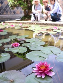 凜として モネのスイレン見頃　倉敷 大原美術館 名画と堪能を