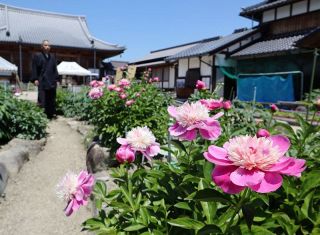 あでやかな大輪 シャクヤク見頃　津山・清眼寺 初夏の境内を彩る