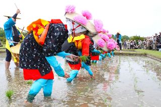 早乙女たち出際よく手植え　岡山・後楽園でお田植え祭