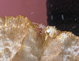 イソギンチャクとの共生に注目　玉野海博で４種の生物展示