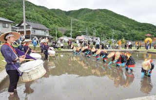 太鼓 歌に合わせテンポよく田植え　新見、昔ながらの作業風景再現