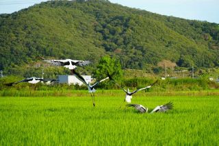 コウノトリふわり　岡山市東区の田園地帯に飛来
