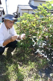 綿花育て衣服製造 事業発展へ　１１月６日トークイベント 倉敷の楠戸さん