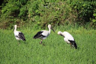 吉備中央にコウノトリ３羽飛来　田んぼで餌探し、空舞う