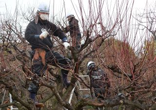 春の訪れ感じさせる梅枝の剪定　後楽園、枝にはピンクや白のつぼみ