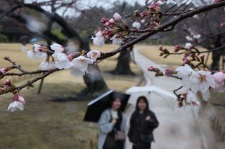岡山で桜開花　平年より３日早く