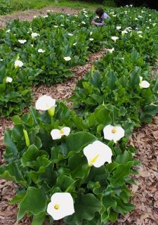 総社市宇山の田んぼ カラー咲く　「華麗なる美」の花言葉