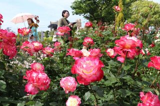福山ばら祭（１６、１７日）会場で花見頃　ムード盛り上げ、ライトアップも