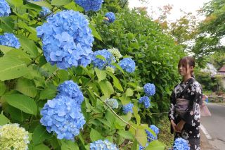「花の山寺」普門寺（真庭市）でアジサイ見頃　３０００株咲き誇る、２８日まで祭り
