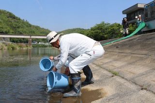 稚アユ 大きく育って　旭川南部漁協、６月漁解禁へ放流