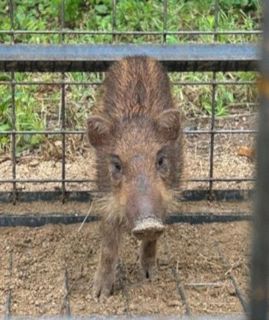 岡山県内イノシシ捕獲数ほぼ半減　２５年度実績、豚熱感染拡大が影響か