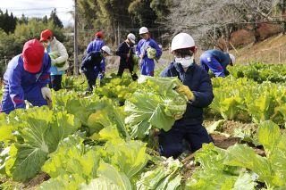 吉備中央・加賀小児童が特産の円城白菜を収穫　２３日に販売