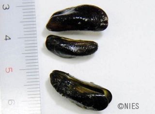 特定外来生物「カワヒバリガイ」岡山市で初確認　用水路壁面に生息、農業被害懸念
