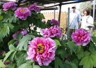 大輪華やか ボタン見頃　津山・清眼寺