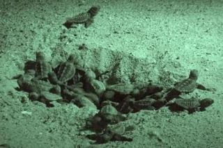 ウミガメ産卵「もう一度」、強い願い　兵庫県明石市、消灯や清掃で環境整備