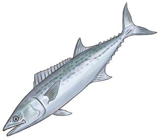 【食材ノート】サワラ　身は柔らかでさっぱり