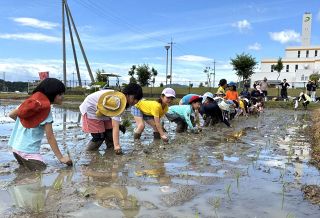 児童が昔ながらの手植えに挑戦　赤磐で農業法人イベント