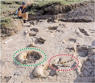 大型恐竜の足跡化石群を発見、モンゴルで最古 岡山理科大など　約１億２０００万年前、生態系解明に貢献