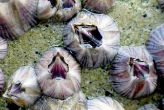 日本の海に外来種１１２種と分析　専門家、生態系影響で対策進まず
