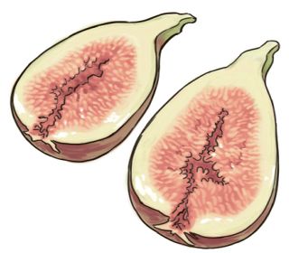 【食材ノート】イチジク　食物繊維など栄養価高い