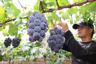 岡山県のブドウ出荷本格化 ピオーネ「ここ数年で一番の出来栄え」