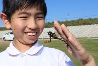 貴重なキイロヤマトンボ見つけた！　倉敷・連島南小３年河手さん