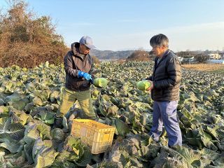 【産地のいま】瀬戸内市牛窓町地区のキャベツ　食感軽やか 際立つ甘み　温暖化で栽培の難易度上昇