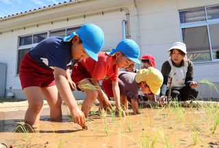 おいしいお米ができますように　井原・青野幼稚園児が田植えに挑戦