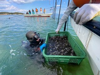 新手法で玉野のアマモ場再生へ　胸上漁協や旭化成、不織布で種流出防ぐ