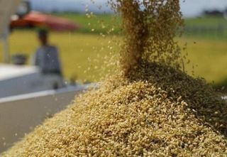 食料自給率、過去最低３７％　２５年度、コメ消費減響く