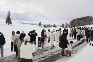 人気の並木は切り株に、押し寄せる観光客に「いたちごっこ」　山林火災で仮住まい今も、乾燥の冬ふたたび