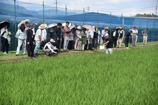 高温耐性のコメ、種子安定供給へ　栽培転換に向け県など新事業