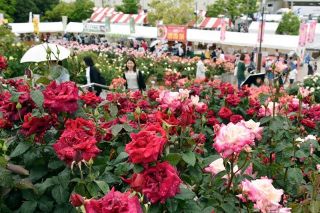 ばらのまちＰＲ 福山で催し開幕　色とりどりの花々咲き誇る