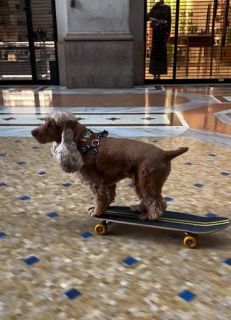 「ま、まさか捕まる…？」スケボー犬・コーダが、イタリアで警察に止められた驚愕の理由