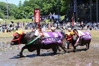牛馬の供養と豊作願う、東城　８年ぶり「塩原の大山供養田植」