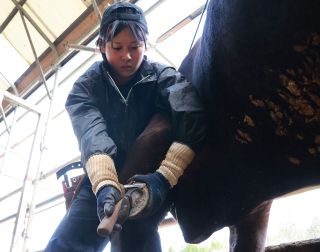 岡山県内で唯一の女性削蹄師　津山・守さん 「技術学び早く一人前に」
