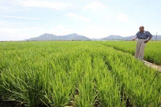 暑さに強いコメ、岡山で栽培拡大　つやきらり、にじのきらめき…