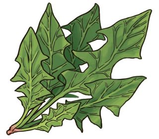 【食材ノート】ホウレンソウ　寒さで甘く、栄養豊富に