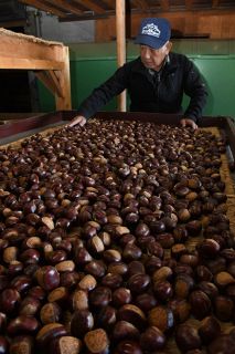 新見の〝幻の栗〟出荷ピーク　甘み十分２・５トン収穫見込む　