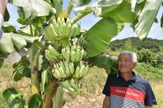 福山の山本さん宅、露地バナナ実る　暖冬影響か、秋には収穫見込み