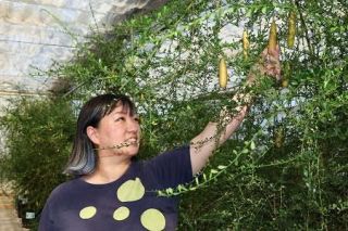 「森のキャビア」特産挑む　元菊農家、転作に活路