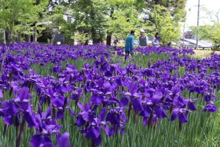 津山・作楽神社でアヤメ見頃　気品漂う紫の花 映える