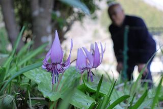 〝春の妖精〟カタクリ開花　真庭、美作の群生地