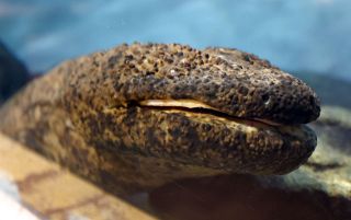 【おかやま祭時記】はんざき祭り（真庭市）　オオサンショウウオを地域で保護、魅力PR